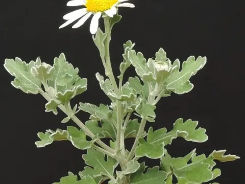 Chrysanthemum crassum