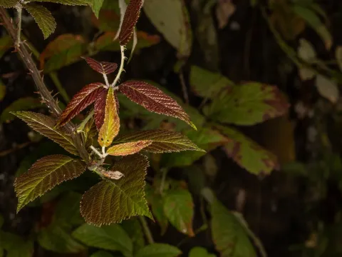 Wolfredo-Wildpret's Blackberry