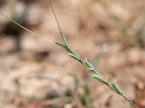 Aegilops caudata