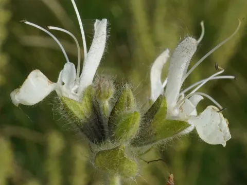 Austrian sage