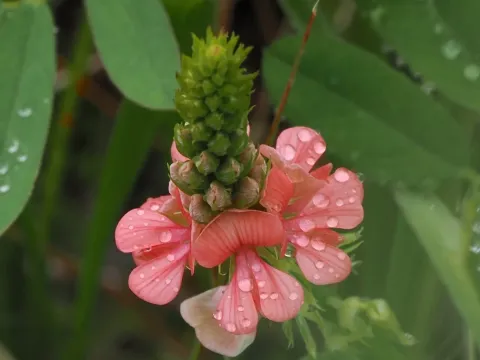 Indigofera hendecaphylla