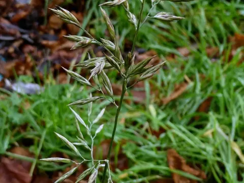 Meadow fescue