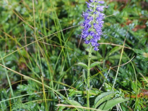 Barrelier's speedwell