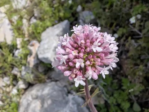 Valeriana dioscoridis