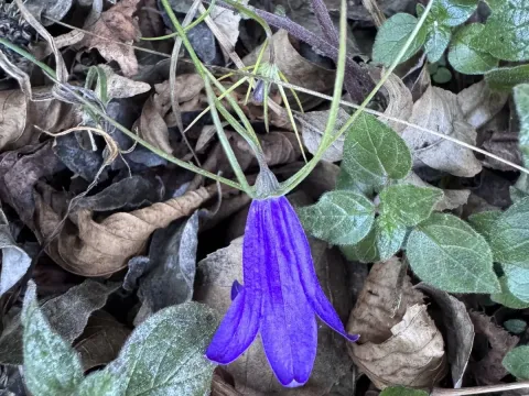 Carnic bellflower