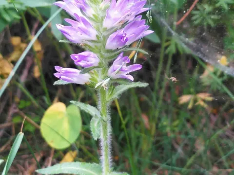 Spiked bellflower