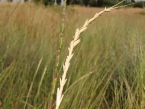 Longissima goatgrass