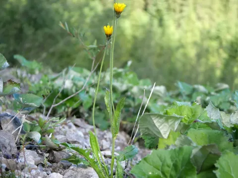 Alpine hawksbeard