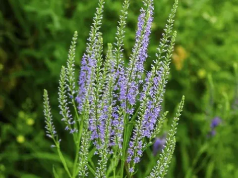Veronica paniculata