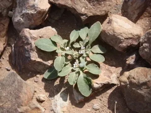 Anastatica hierochuntica