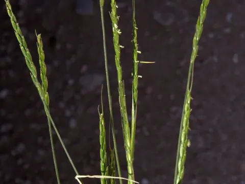 Aegilops searsii