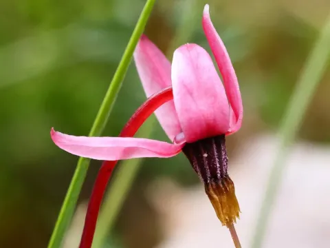 Small cranberry