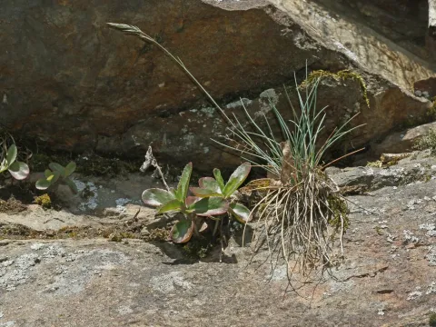 Pale fescue