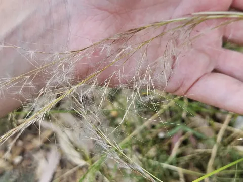 Pappose feathergrass