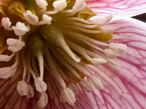 Tibetan Hellebore