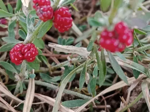 Лобода багатолиста