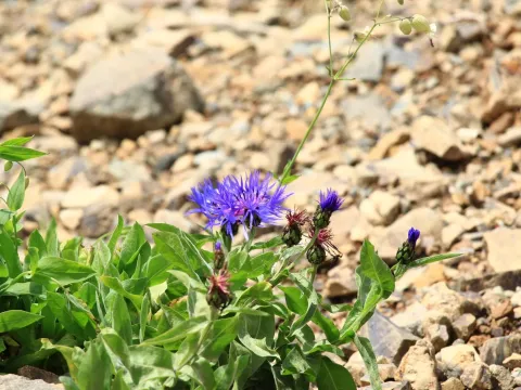 Cyanus nigrofimbrius