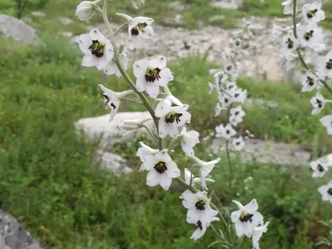 Curly larkspur
