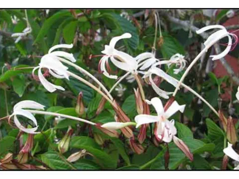 Clerodendrum minahassae