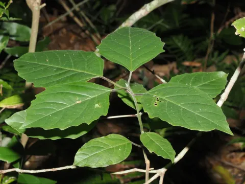 Clerodendrum tomentosum