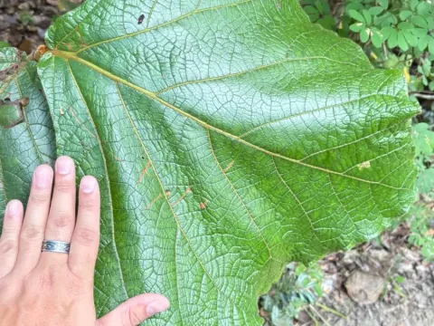 Coccoloba pubescens