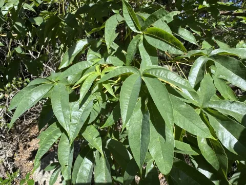Cochlospermum gillivraei