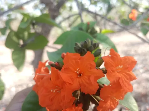 Ciricote