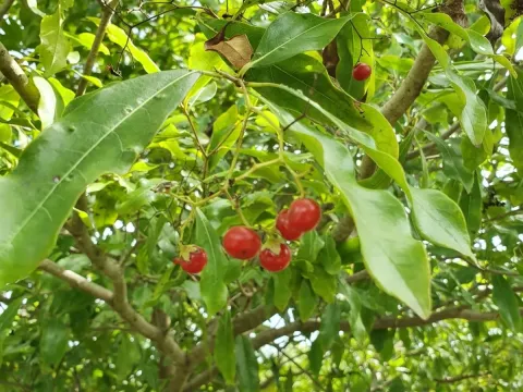 Cordia laevigata