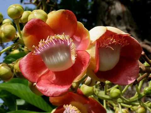 Couroupita