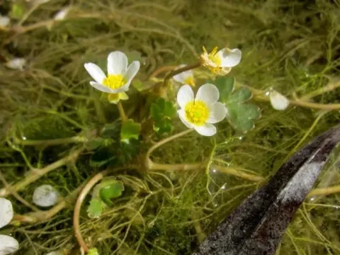 Ranunculus sphaerospermus