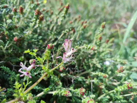 Fumaria judaica