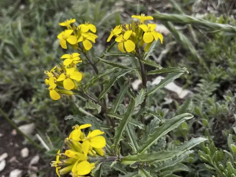 Erysimum cuspidatum