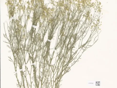 Thracian yellow-cress