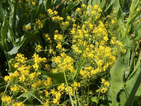 Proliferous yellowcress