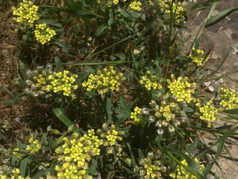 Alyssum umbellatum