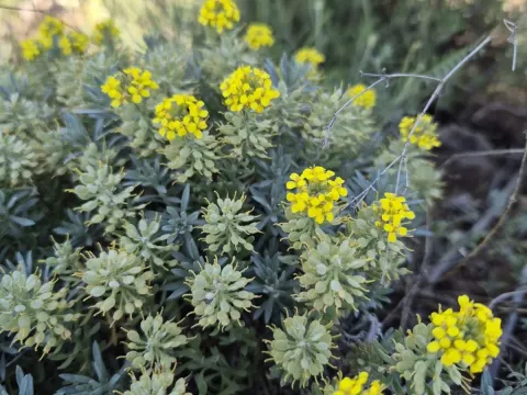 Alyssum pulvinare