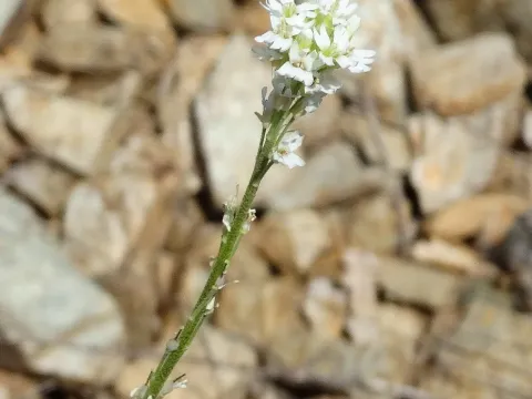Berteroa obliqua