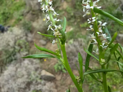 Клоповник колючий