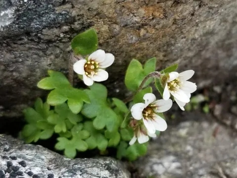 Carpathian saxifrage