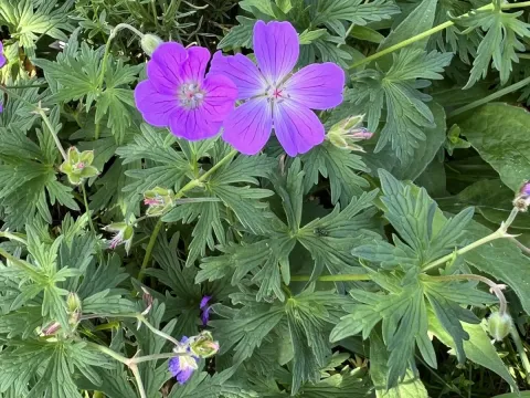 Geranium caeruleatum