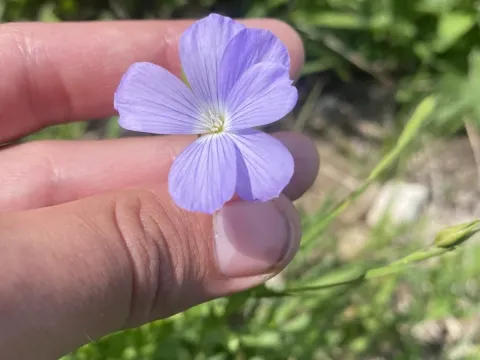 Linum nervosum