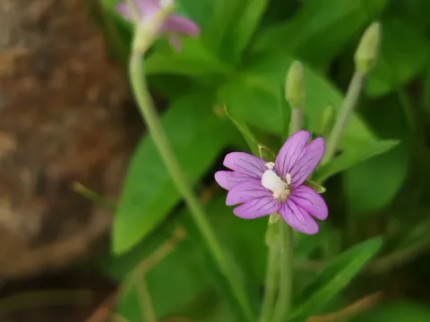 Epilobium erectum