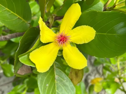 Red bush apple