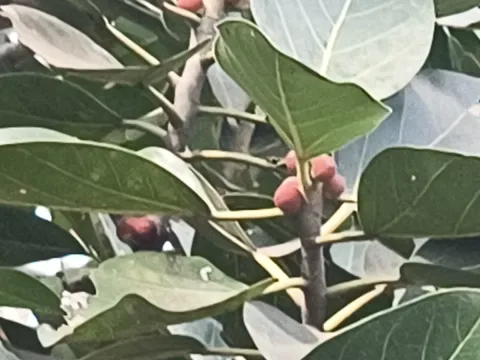 Banyan fig