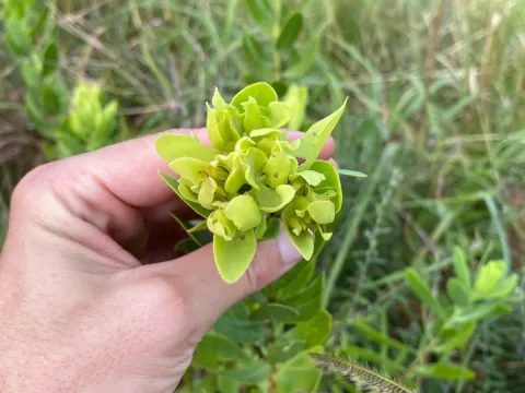 Lopholaena