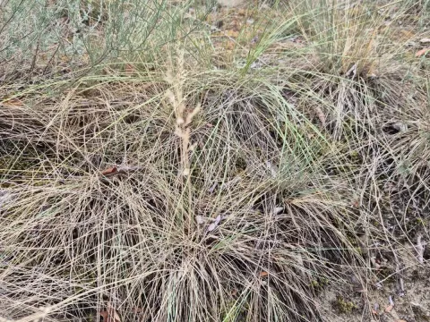 Festuca vaginata