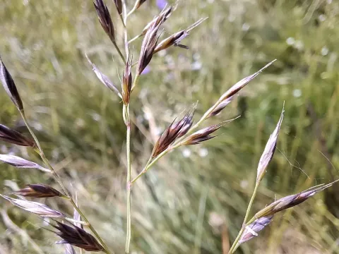 Dalmatian fescue