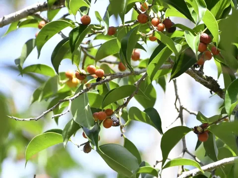 Фікус Бенджаміна