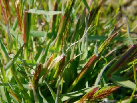 Sweet vernal grass