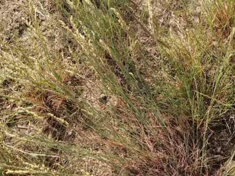 Poa versicolor